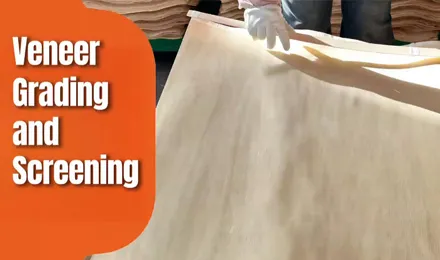 Veneer Grading is a Critical Step in LVL Manufacturing